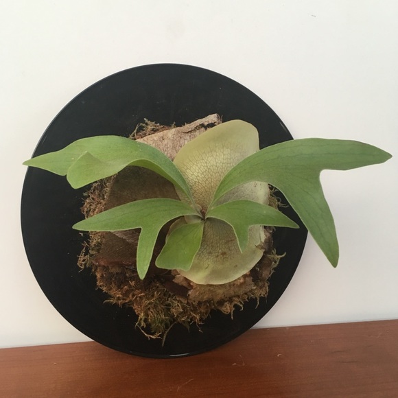 Meet your Posher, Wendell - I’m a fun guy! - Picture 6 of 8